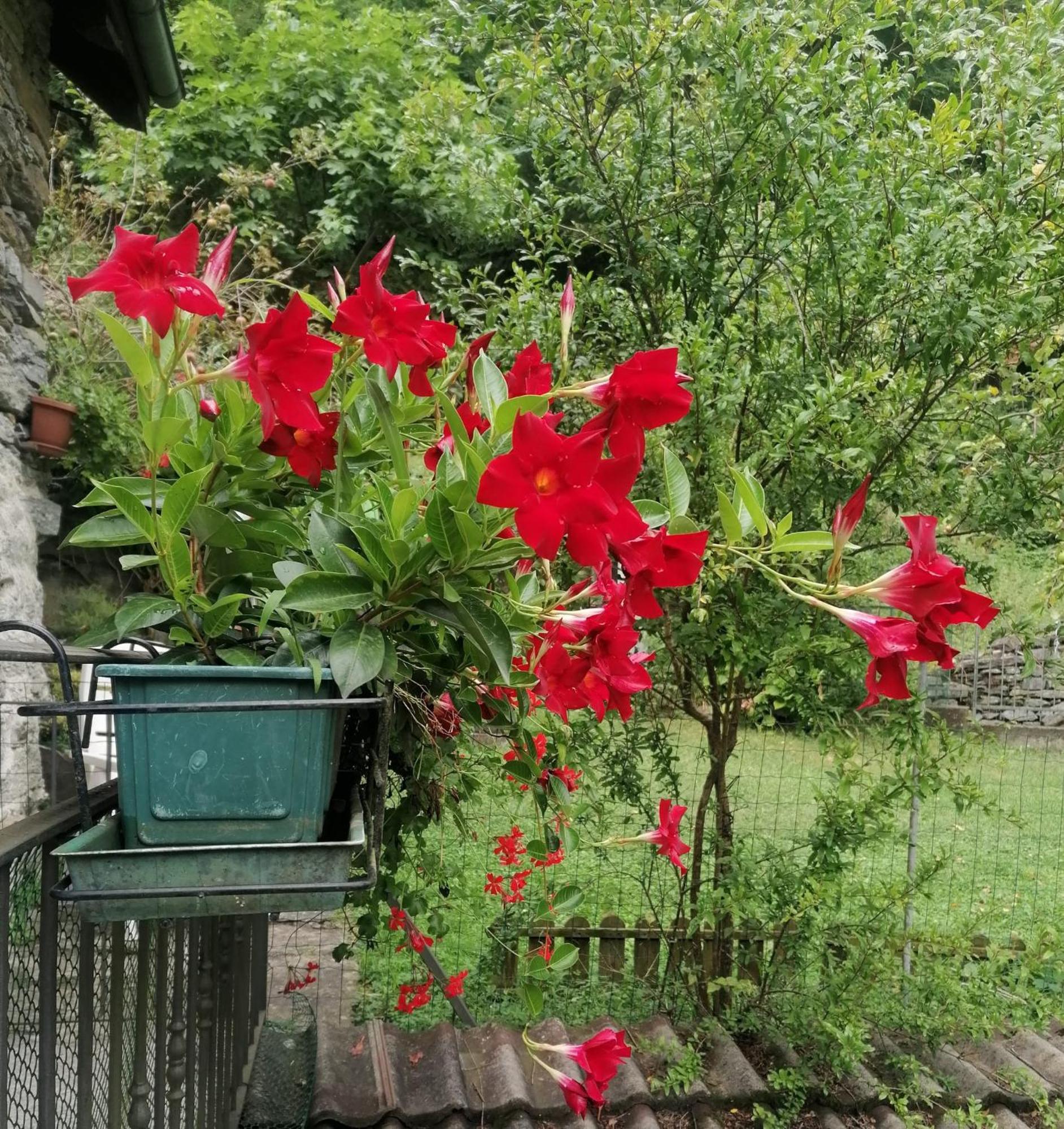 Villa Casa Prucci Battigio Esterno foto